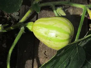 Green growing butternut squash