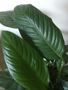 plant leaves