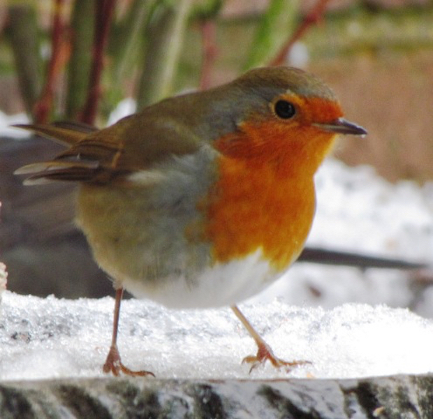 Robin