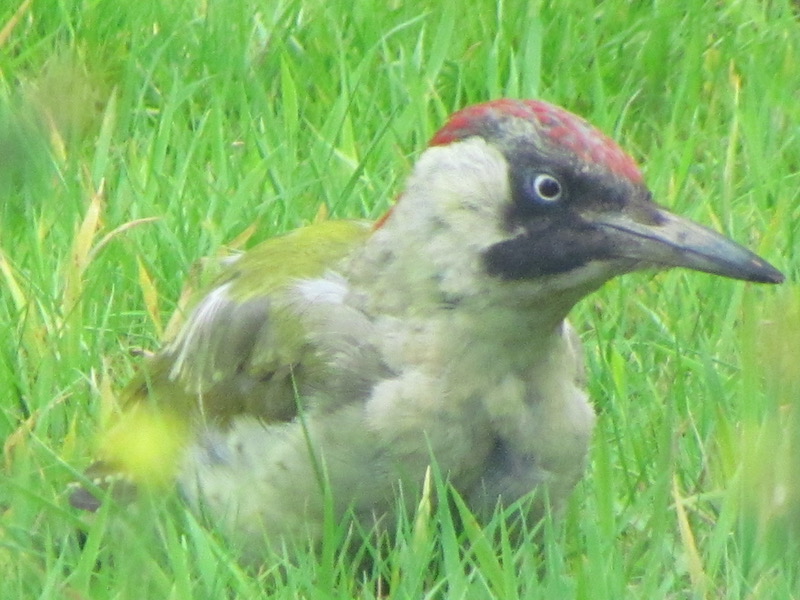 Greener woodpecker