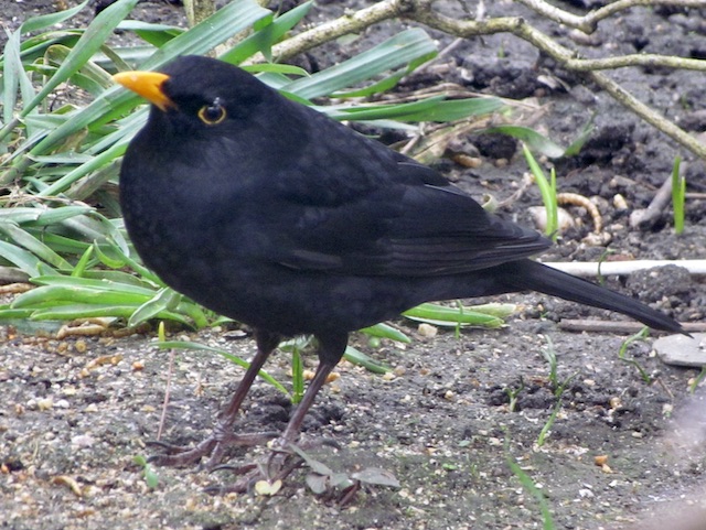 blackbird