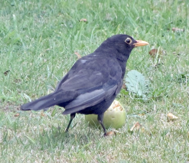 Black Bird eating apple