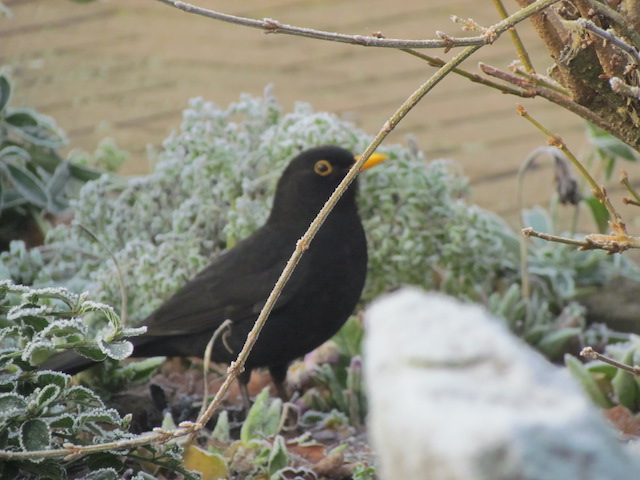 black bird in the winter