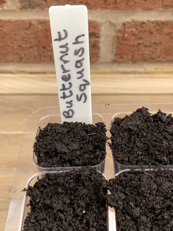 butternut squash seeds in soil