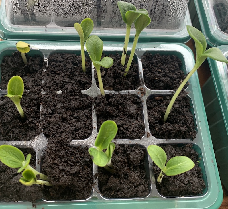 Butternut squash shoots