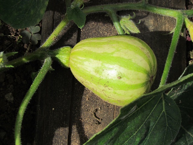 Green growing butternut squash