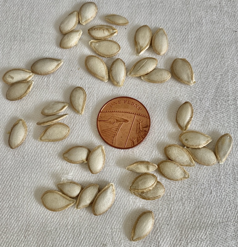 butternut squash seeds