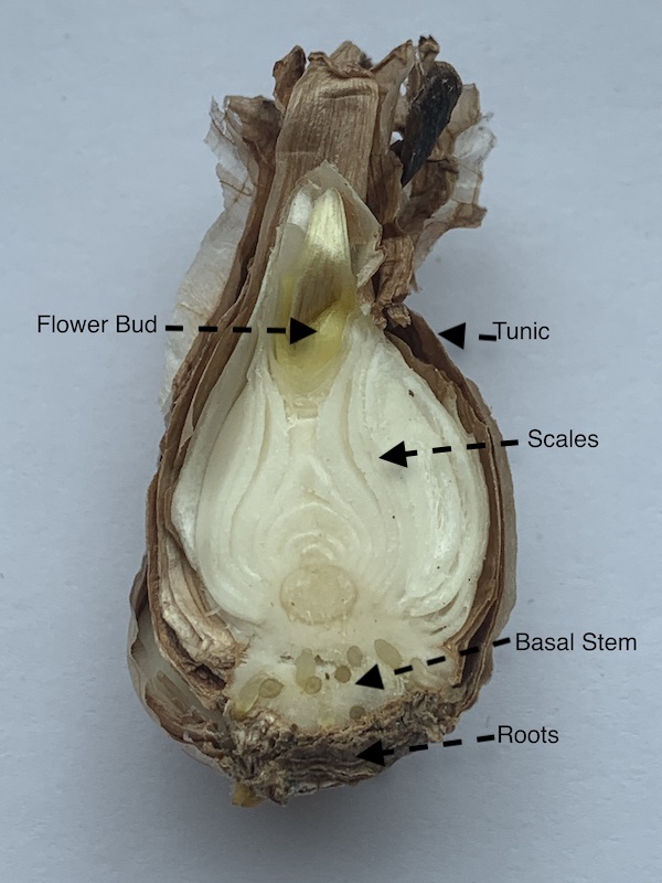 Cross section of a bulb