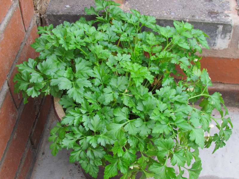 A pot of parsley