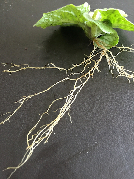 Plant showing root system
