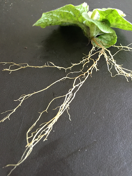 Plant roots