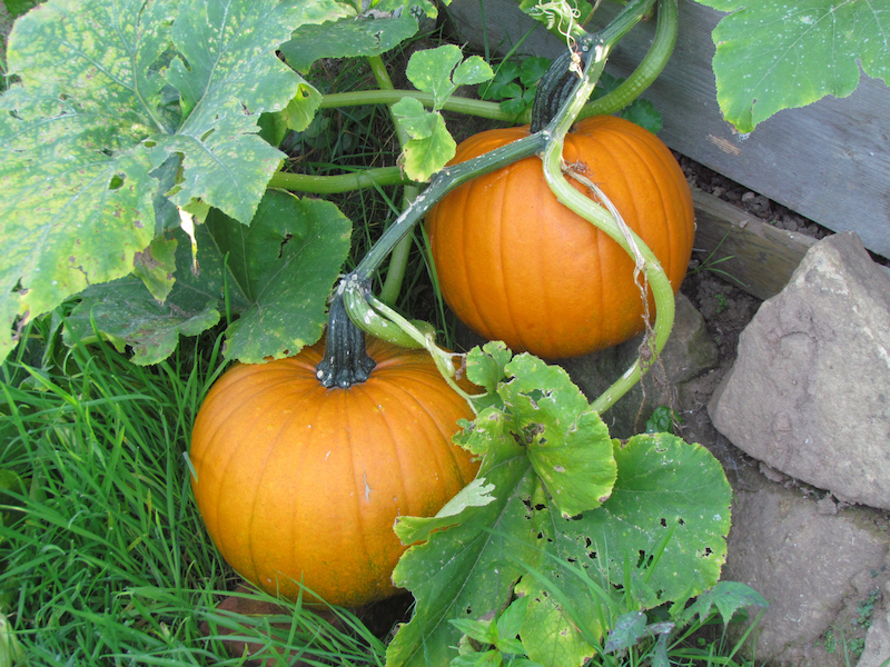 pumpkins growing on the plant