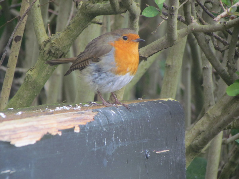 robin on shed roof