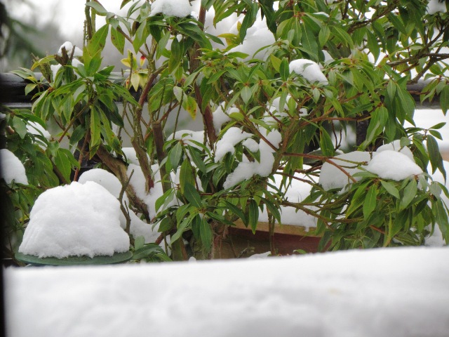 shrubs in the snow