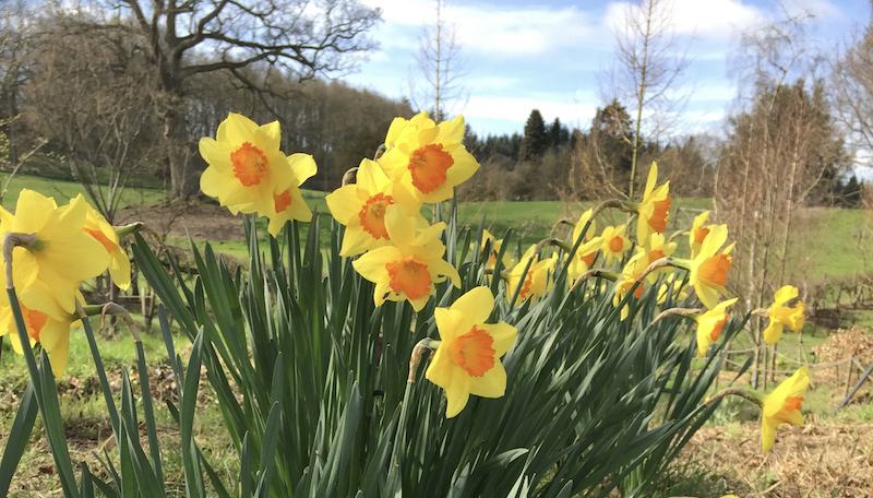 Daffodils on a bank