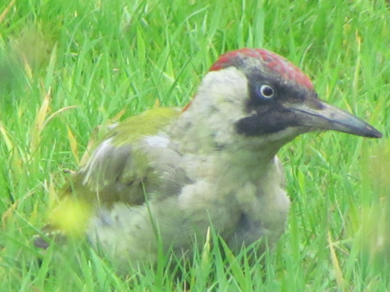 Greener woodpecker