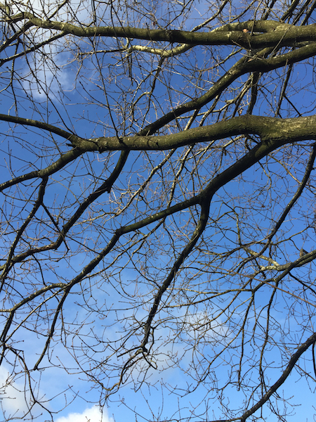 Outline of bare branches against the sky