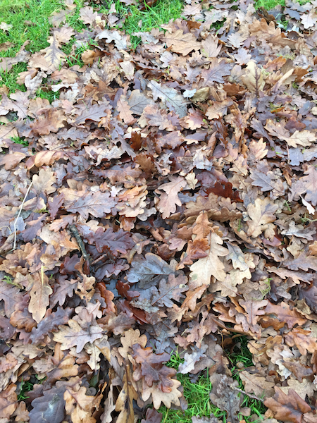 fallen leaves in a pile