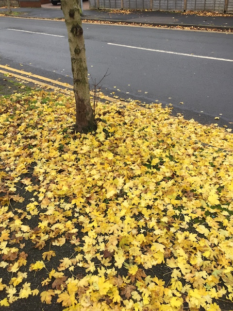 Golden autumn leaves